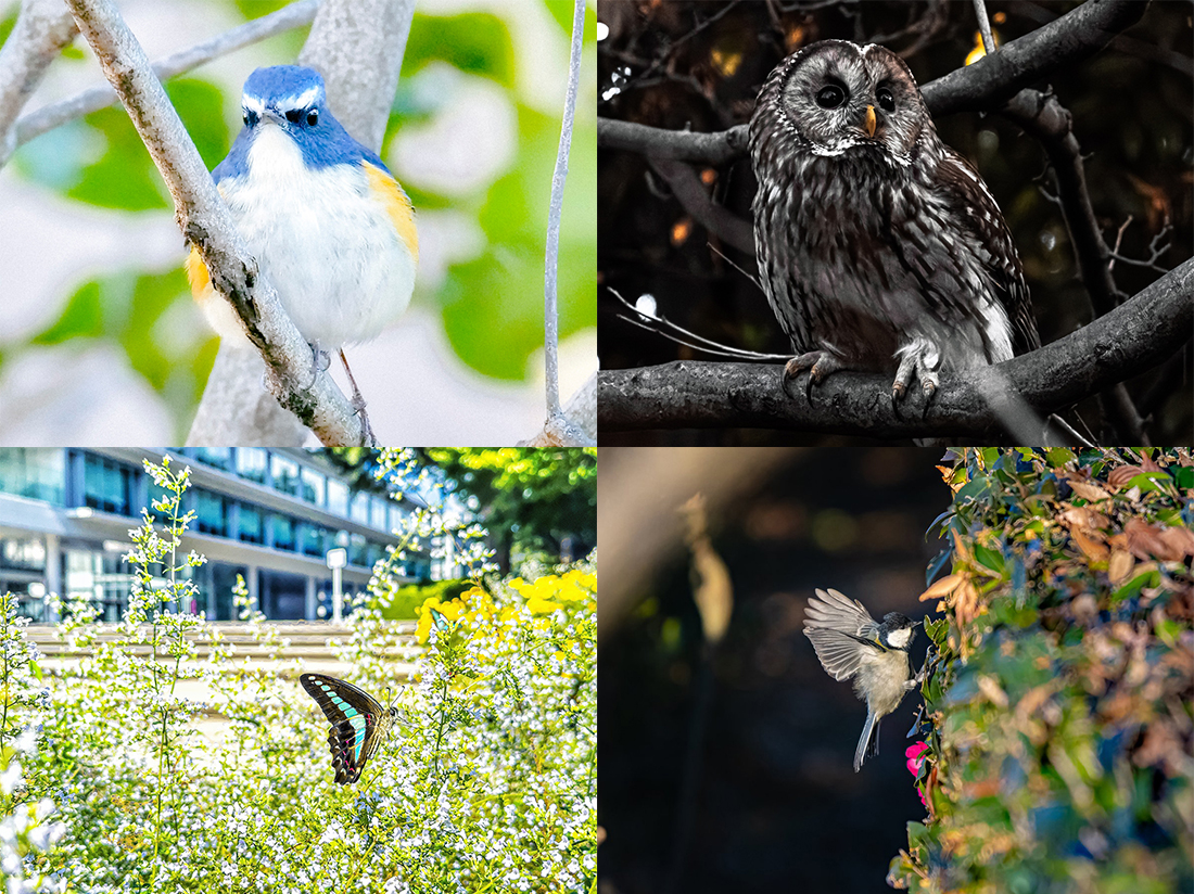 冬鳥ルリビタキ、留鳥フクロウ、春夏の蝶アオスジアゲハ、シジュウカラを並べた写真
